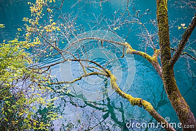 Amazing colors of mossy tree and deep lake at Jiuzhaigou Valley Stock Photo