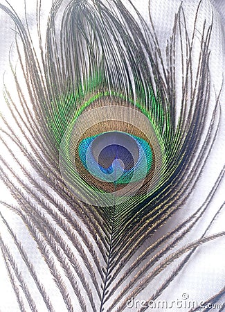 Amazing colourful peakok feather in white background Stock Photo