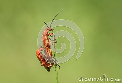 Amazing couple of red Rhagonycha fulva in spring green meadow Stock Photo