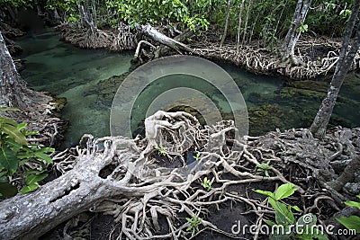 Amazing crystal clear emerald canal with mangrove forest Stock Photo
