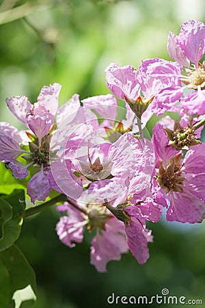 Amazing day with Smelling purple Flowers of the smelling crowns of the tree. Stock Photo