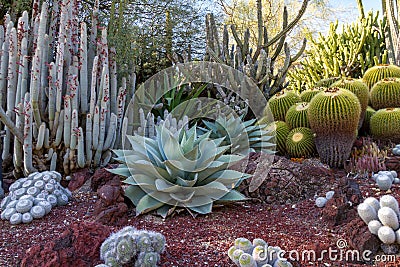 Amazing desert cactus garden with multiple types of cactus Stock Photo
