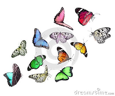 Amazing different butterflies flying on background Stock Photo