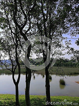 Amazing evening view at lakeside Taman Wetland. Trees silhouette. Nature and environmental concepts Stock Photo