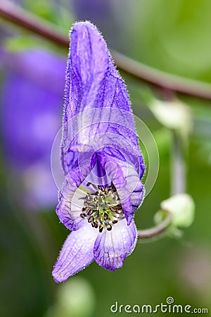 Amazing exotic purple flower Stock Photo