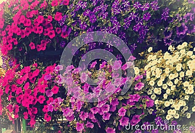 Amazing flowers. colorful nature, perfect garden Stock Photo
