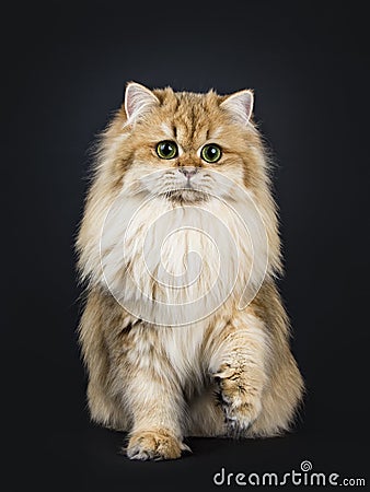 Amazing fluffy British Longhair cat kitten, Isolated on black background. Stock Photo