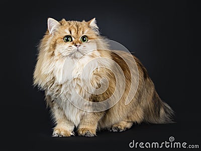 Amazing fluffy British Longhair cat kitten, Isolated on black background. Stock Photo