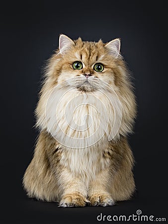 Amazing fluffy British Longhair cat kitten, Isolated on black background. Stock Photo