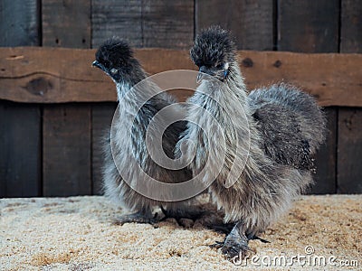 Amazing fluffy chickens. Breed Chinese silk, very unusual birds Stock Photo