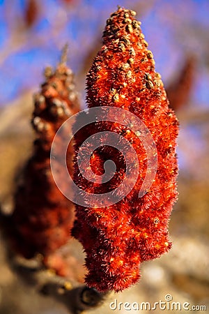 Amazing fluffy red flower on tree branch Stock Photo