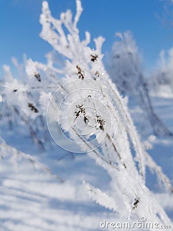 Amazing frozen weed winter true white Stock Photo