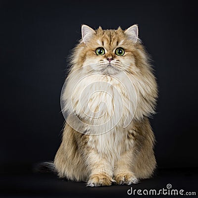 Amazing full coated fluffy golden British Longhair cat kitten,Isolated on black background. Stock Photo