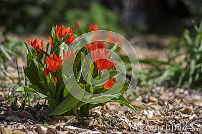 Amazing garden field with tulips of various bright rainbow color petals, beautiful bouquet of small red Tulipa praestans Stock Photo