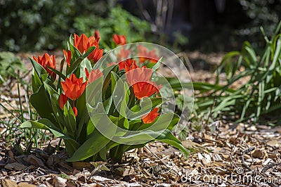 Amazing garden field with tulips of various bright rainbow color petals, beautiful bouquet of small red Tulipa praestans Stock Photo