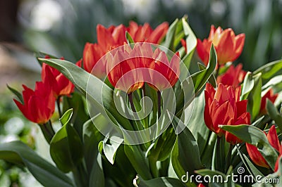 Amazing garden field with tulips of various bright rainbow color petals, beautiful bouquet of small red Tulipa praestans Stock Photo