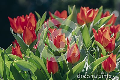 Amazing garden field with tulips of various bright rainbow color petals, beautiful bouquet of small red Tulipa praestans Stock Photo