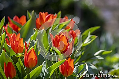 Amazing garden field with tulips of various bright rainbow color petals, beautiful bouquet of small red Tulipa praestans Stock Photo