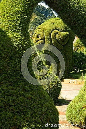 Bushes and hedges trimmed Stock Photo