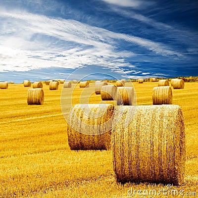 Amazing Golden Hay Bales Stock Photo