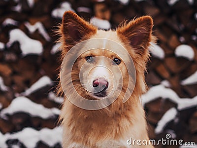 Amazing golder retriver dog running fast in forest in morning sunny winter day Stock Photo