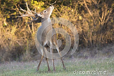 Amazing huge whitetail buck making scent marking on overhanging branch Stock Photo