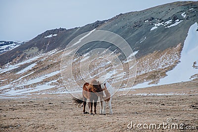 amazing icelandic horses on pasture with snow-covered hills behind, Stock Photo