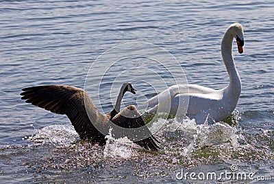 Amazing image of the small Canada goose attacking the swan on the lake Stock Photo