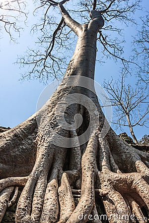 Amazing incredible huge roots of the giant ancient trees of Ta Prohm, Angkor Wat, Siem Reap, Cambodia. The temple is Stock Photo