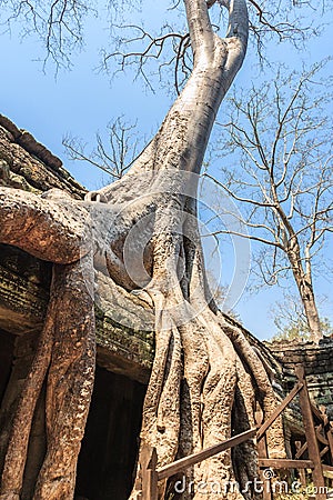 Amazing incredible huge roots of the giant ancient trees of Ta Prohm, Angkor Wat, Siem Reap, Cambodia. The temple is Stock Photo