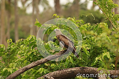 An amazing indian eagle is over a big fell log in a village by a coconut farm. Beautiful creature is everywhere in the farm. Stock Photo