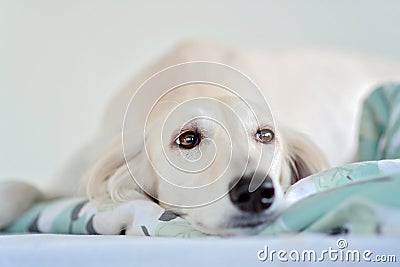 Amazing and intensive dog eyes of a purebred adorable white saluki / Persian greyhound. A happy, relaxed female dog at home in Stock Photo
