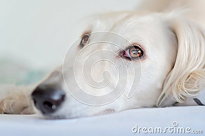 Amazing and intensive dog eyes of a purebred adorable white saluki / Persian greyhound. A happy, relaxed female dog at home in Stock Photo