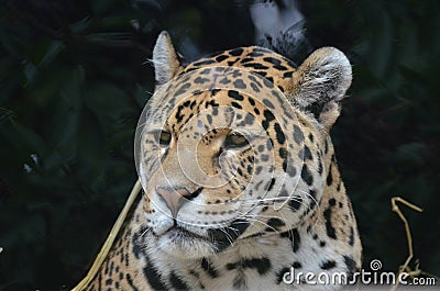 Amazing Jaguar Face with a Great Expression Stock Photo