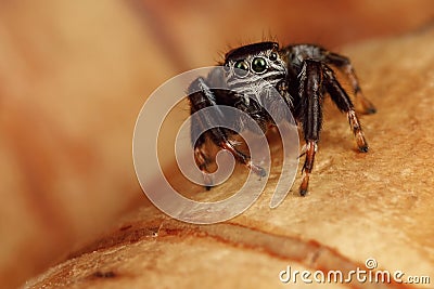 Amazing jumping spider action on a birch peel Stock Photo