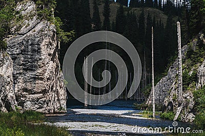 amazing Kaindy Lake in the Tien Shan mountains in summer in Kazakhstan on cloudy day. A mysterious lake with a sunken Stock Photo