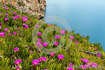 Amazing landscape with flowerson the hills closeup with mountain background.Turkey,Antalya. Stock Photo