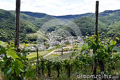 Vineyards in summer with the village of Rech in the background Stock Photo