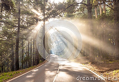 Sun rays on the road in forest Stock Photo