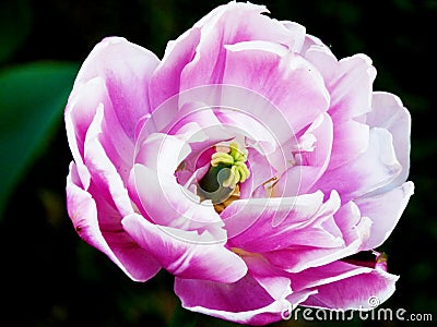 An Amazing light pink color of the tulip Stock Photo