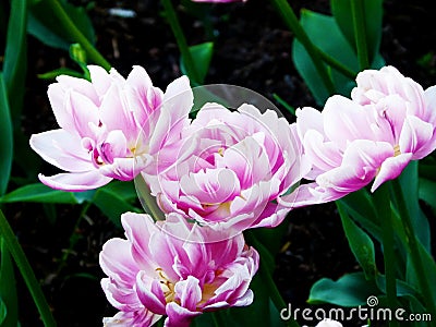 An Amazing light pink color of the tulips Stock Photo