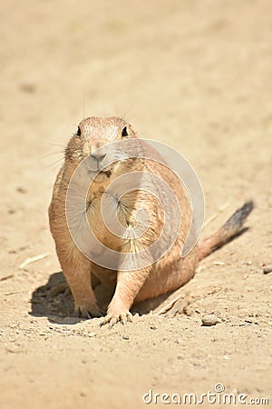 Amazing Little Prairie Dog Searching for Food Stock Photo