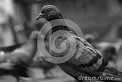 Amazing Look of Pigeon on the main road Stock Photo