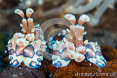 Amazing macro shot of a harlequin shrimp Stock Photo