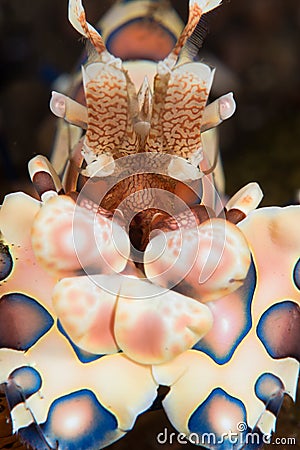 Amazing macro shot of a harlequin shrimp Stock Photo