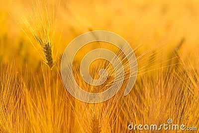 Amazing magic golden sunlight on field of wheat. Wheat crop sway Stock Photo