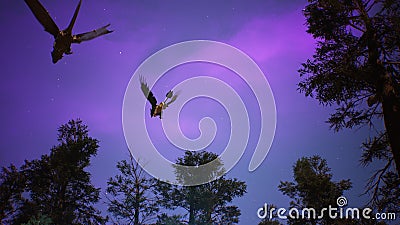 Amazing magical creatures fly over a mysterious night forest. Looping for fantasy, fiction or fabulous backgrounds. 3D Stock Photo