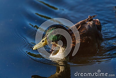 Amazing mallard duck swims in lake or river with blue water under sunlight Stock Photo