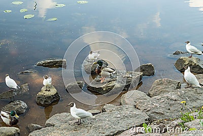 Amazing mallard ducks animal on stone. Stock Photo