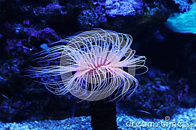 Amazing marine animals anemonia, actinia, anemone Stock Photo